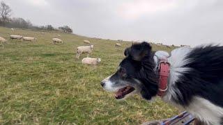 A day on the farm with collie sheepdog Kate