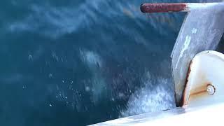 Dolphins in the Milford Sound