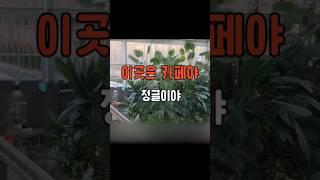 와 카페가 이 정도야