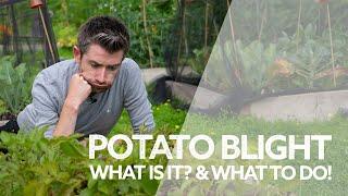 Potato Blight | What is Blight? Potato Blight Symptoms & What to Do if You've Got It!