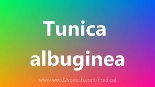 Tunica albuginea - Medical Meaning and Pronunciation