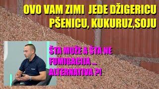 POJEDOŠE VAM ŽITO, KUKRUZ, SUNCOKRET !!! ŠTA NAPADA i KADA ŽITARICE U SKLADIŠTIMA kako da se ...