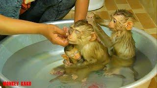 Three Monkey Taking Bath, Mom Bathed For Monkey Kako With Baby Nina And Baby Luna