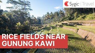 360 video: Rice Fields near Gunung Kawi, Bali, Indonesia