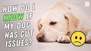 Pet Parents; Your Dog's Gut is IMPORTANT! - The BK Petcast Clips w/ Kari