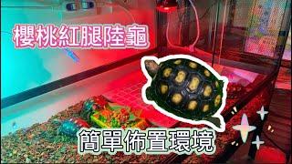 簡易陸龜佈置環境 櫻桃紅腿來了 Cherry head red footed tortoise