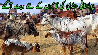 Sahiwal Cholistani Crouse Cows Price In Pakistan / Dairy Farming Cattle /