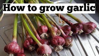 How to grow garlic bulbs | allotment growing