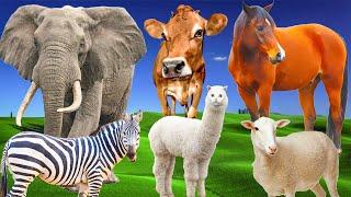 Herbivores - elephant, cow, horse, goat, giraffe - Animal sounds - Part 16