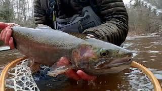 Brule River Steelhead in the Net