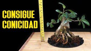 Conicidad en bonsai con cambio de lider