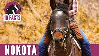 10 Fascinating Facts About the Nokota Horse