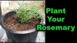 How To Plant Rosemary