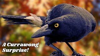 The Currawong: Australia's Smart Curious Bird | Be Surprised!