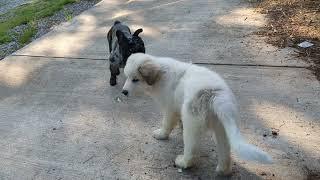 Our New Livestock Guardian Dog