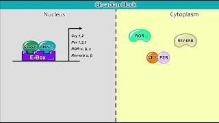 Clock-Controlled Genes Part 1: Transcriptional regulation