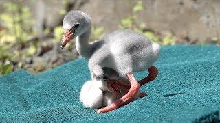 Flamingo Chicks Learn to Walk