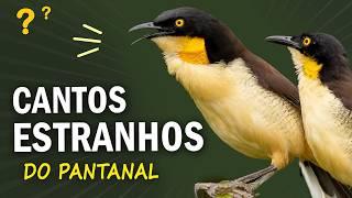 14 AVES com os CANTOS MAIS ESTRANHOS e Intrigantes do PANTANAL!