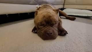 두아이와 저녁시간 신둥이.호두