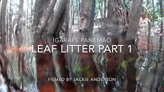 Leaf Litter: Part 1