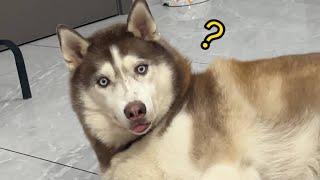 當你帶著狗子們一起熬夜，看看它們啥反應？#husky #寵物 #萌宠 #funny #pets