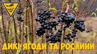 Дикі ягоди та рослини \ Wild berries and plants