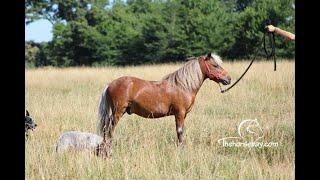 KIDS PONY- SALE ENDS 7-16 @ 6 PM CST ON THEHORSEBAY.COM