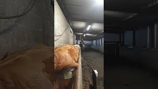 Dosing cows with a hook drencher