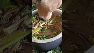 #good morning everyone Cow food