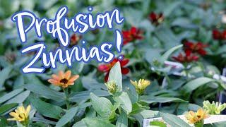 What’s the Deal with Profusion Zinnias?