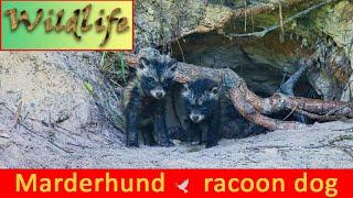 Marderhund (Nyctereutes procyonoides),  4 Wochen alt - - racoon dog