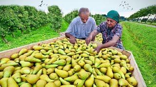 UNBELIEVABLE FRESH FRUIT - Sweet Grandma Preserving WHOLE PEAR for Winter