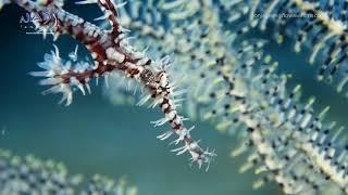 ORNATE GHOST PIPEFISH | Solenostomus paradoxus