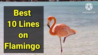 Flamingo/10 Lines on Flamingo in English/Essay on Flamingo/Few Lines on Flamingo/#Flamingo