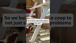 The Problem with Free Ranging Chickens!