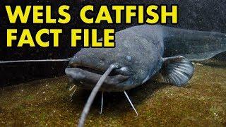 Wels Catfish: Fact File (British Wildlife Facts)