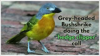 GREY-HEADED BUSHSHRIKE'S 'hedge clipper' call