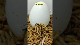 Mealworms vs BOILED EGG