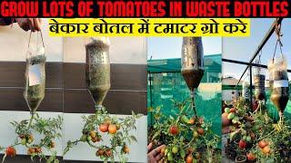 Best Method To Grow Tomato Plant| टमाटर उगाने का सबसे आसान तरीका |Vertical Gardening