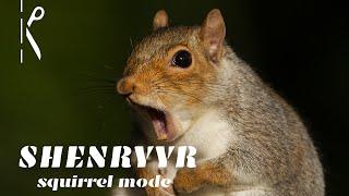 Shenryyr: Squirrel Mode