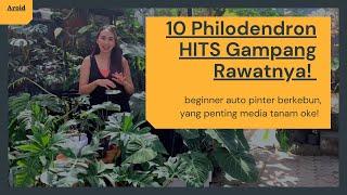 10 Philodendron Hits Gampang Rawat, 10 Philodendron for Beginner, aroid untuk pemula