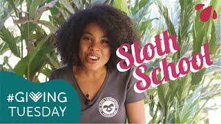 Sloth School in Costa Rica | The Sloth Conservation Foundation