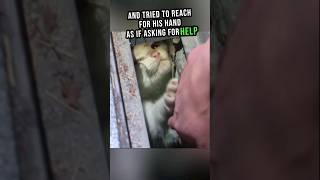 Kitten's Cry For Help#shorts #cat #rescue