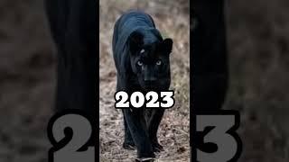 2023 Black Panther And 5000 bce Black Panther#black#panther.