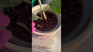 Рецепт грунта для фикуса