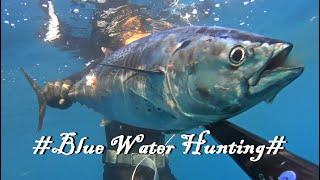BLUE WATER HUNTING | SPEARFISHING GREECE (amberjack, little tunny, atlantic bonito and more )