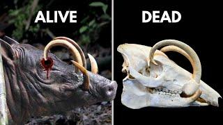 When Evolution Fails: Tusks Growing Into Skull