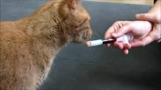 Teaching a cat to accept pills from a pill gun