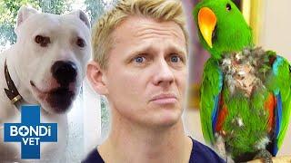 Top 5 Stressed Pets Overcome Their Anxiety ️ Pet Anxiety Month | Bondi Vet Compilation | Bondi Vet