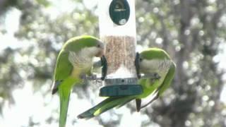 Swinging Quaker Parrots